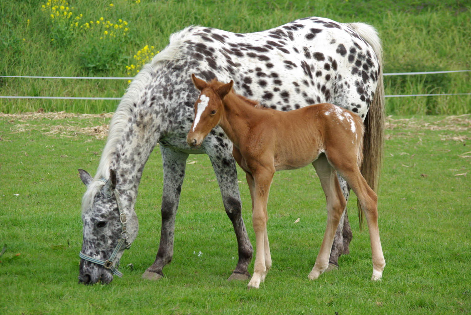 voorjaar rondvaart vecht