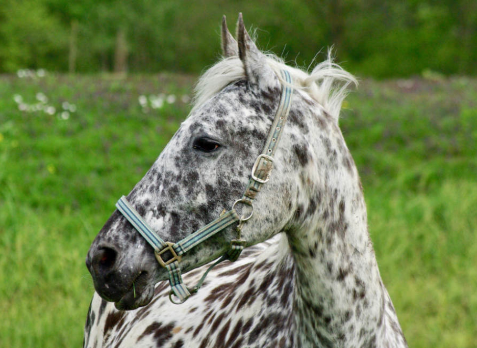 stichting paardekamp-rondvaart-vecht-001